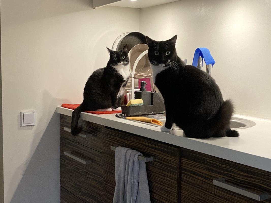 Tux and Põssa. Põssa can be roughly translated to "Piggy" in English. I'll let you guess how he got that name.